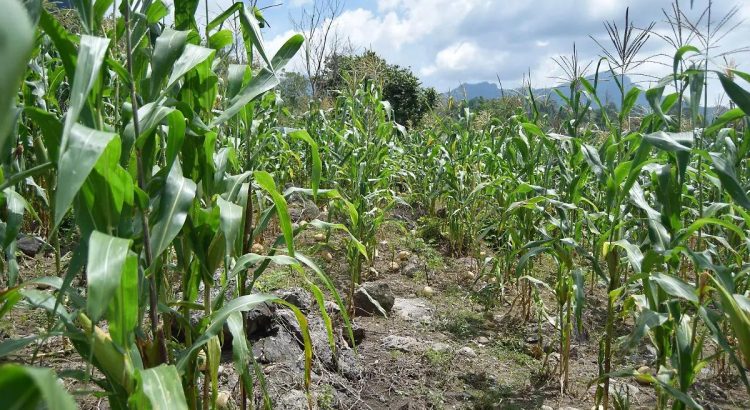 Cae producción de maíz un 50% en Chihuahua debido a la sequía y al bajo rendimiento en las zonas de riego