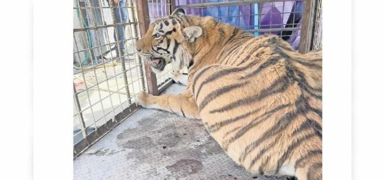 Asegura Profepa tigre mostrado como atracción en taller mecánico