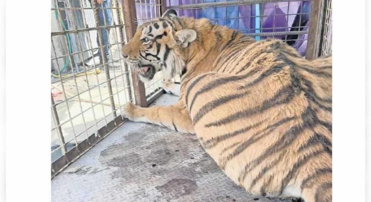 Asegura Profepa tigre mostrado como atracción en taller mecánico
