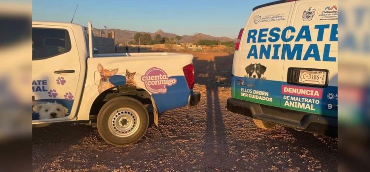 Colaborará Coordinación de Protección Animal con Fiscalía para atender caso de perros arrojados a chapopote