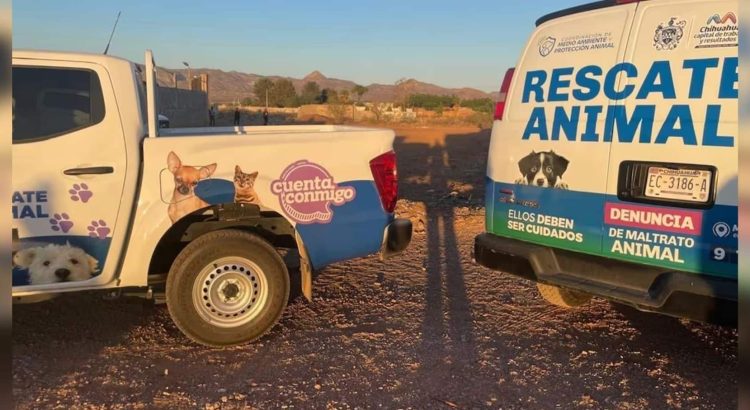 Colaborará Coordinación de Protección Animal con Fiscalía para atender caso de perros arrojados a chapopote