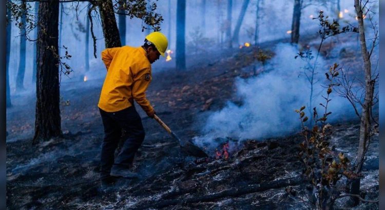 Se han liquidado 500 incendios forestales en Chihuahua durante 2025