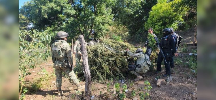 Destruyen plantío de marihuana en Moris, Chihuahua: localizan más de 6 mil plantas Destruyen plantío de marihuana en Moris, Chihuahua: localizan más de 6 mil plantas