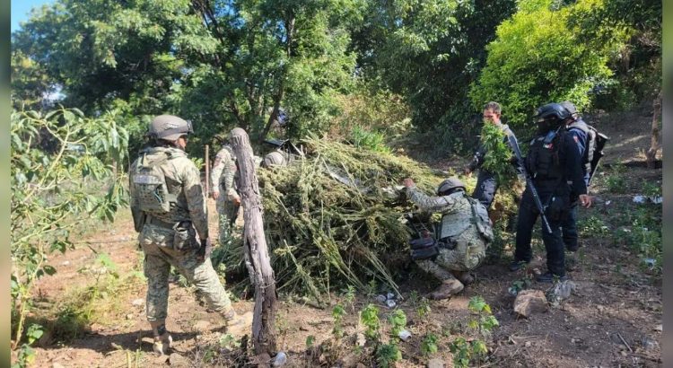 Destruyen plantío de marihuana en Moris, Chihuahua: localizan más de 6 mil plantas
