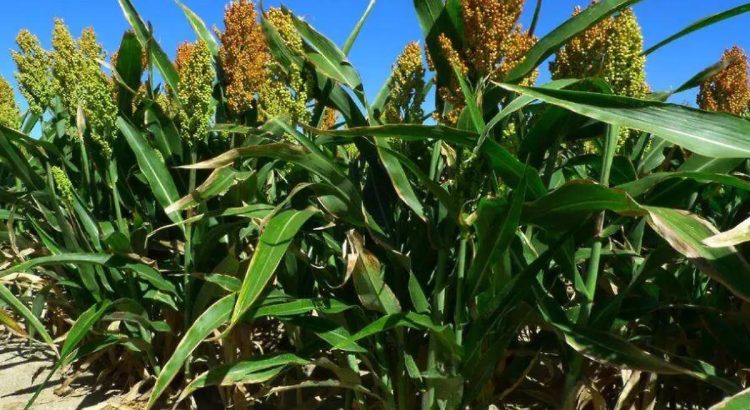 Fortalecen lluvias más de 375 mil hectáreas de cultivos en el estado de Chihuahua