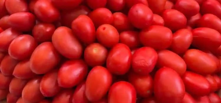Impone Estados Unidos aranceles del 17 % al tomate mexicano