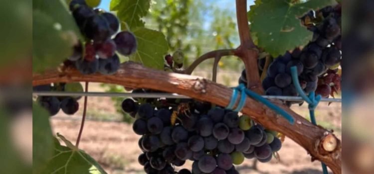 Produce Chihuahua uva de calidad para vinos; emerge como destino enológico de primer nivel Produce Chihuahua uva de calidad para vinos; emerge como destino enológico de primer nivel