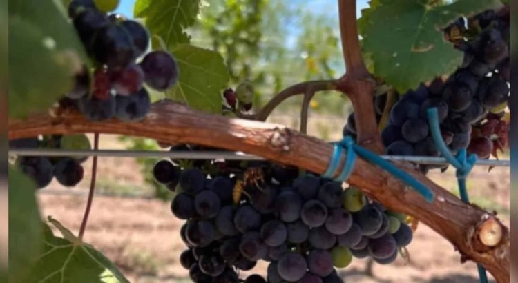 Produce Chihuahua uva de calidad para vinos; emerge como destino enológico de primer nivel