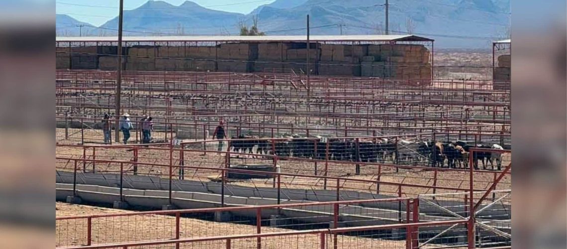 Listas para cruzar las primeras 70 mil cabezas de ganado