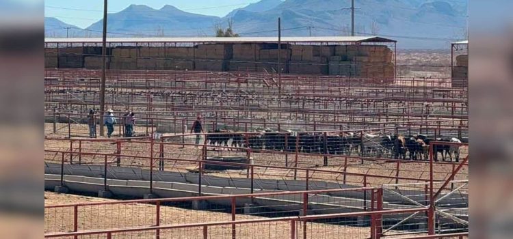 Listas para cruzar las primeras 70 mil cabezas de ganado