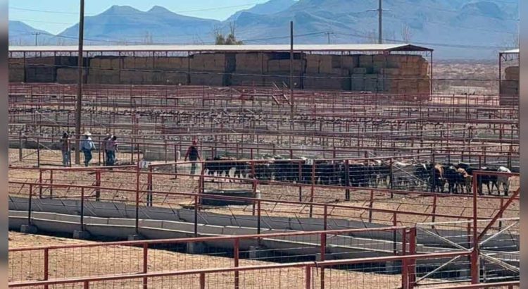 Listas para cruzar las primeras 70 mil cabezas de ganado