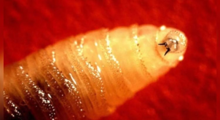 Colocarán 2 mil trampas para la mosca del gusano barrenador en el estado de Chihuahua Colocarán 2 mil trampas para la mosca del gusano barrenador en el estado de Chihuahua