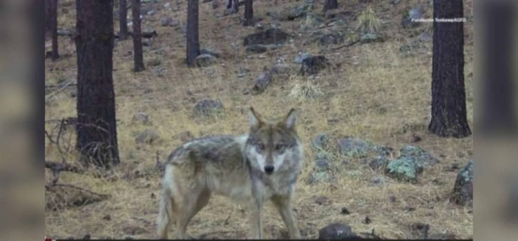 Nace en Chihuahua el primer lobo mexicano en libertad tras 50 años Nace en Chihuahua el primer lobo mexicano en libertad tras 50 años