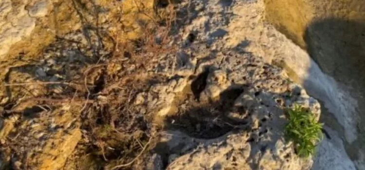Tecnología 3D al rescate: huellas de dinosaurio de 110 millones de años emergen en Texas tras inundaciones