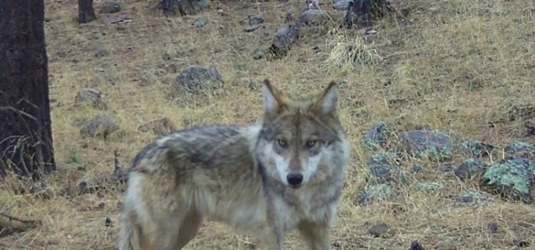 Lobo mexicano nacido en libertad fue visto en Chihuahua Lobo mexicano nacido en libertad fue visto en Chihuahua