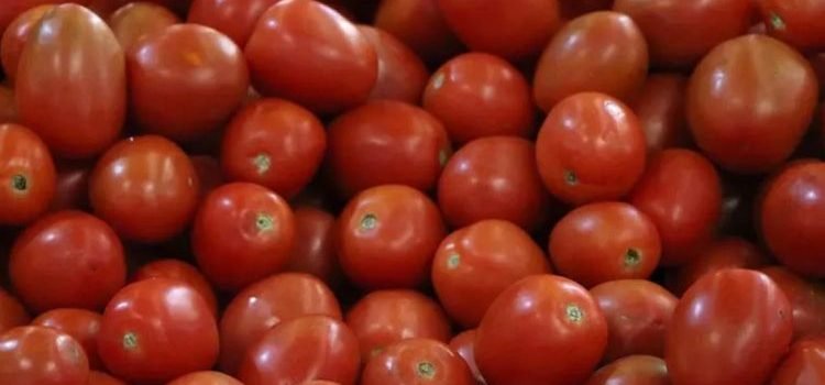 Establece México nuevos precios base para exportar tomate fresco