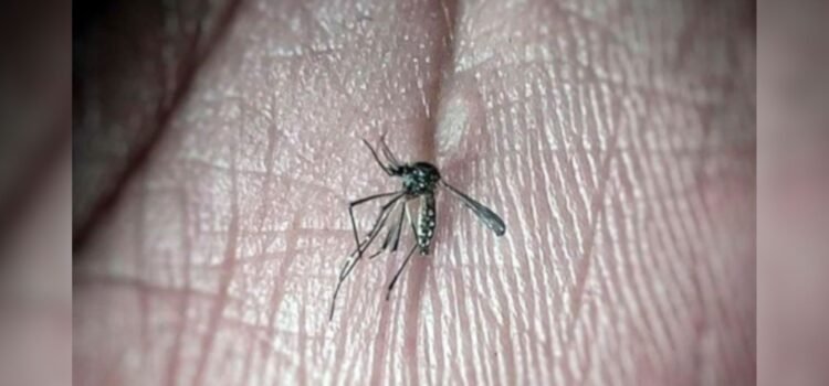 Confirma SSE primera muerte por dengue en el estado Confirma SSE primera muerte por dengue en el estado