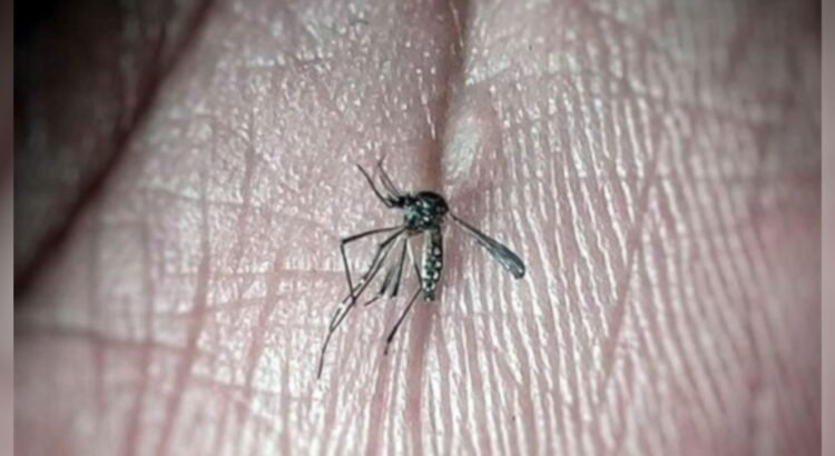 Confirma SSE primera muerte por dengue en el estado