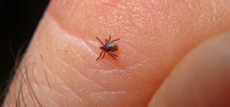 Acumula la entidad 68 casos y 31 muertes por rickettsiosis