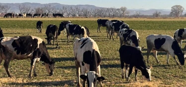 Chihuahua, estado clave en la producción de leche en México; aporta el 9% del volumen nacional