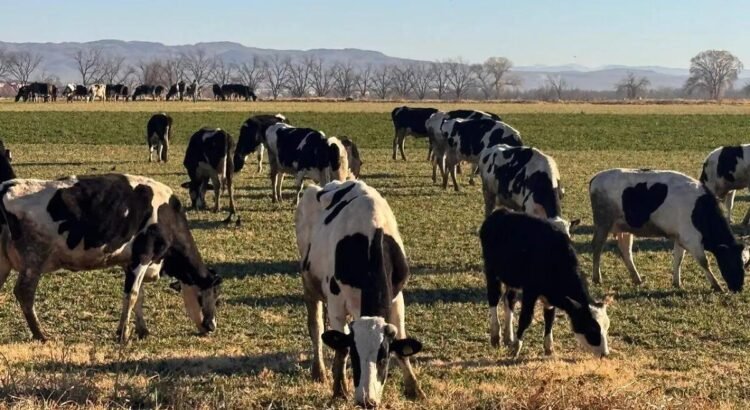 Chihuahua, estado clave en la producción de leche en México; aporta el 9% del volumen nacional Chihuahua, estado clave en la producción de leche en México; aporta el 9% del volumen nacional
