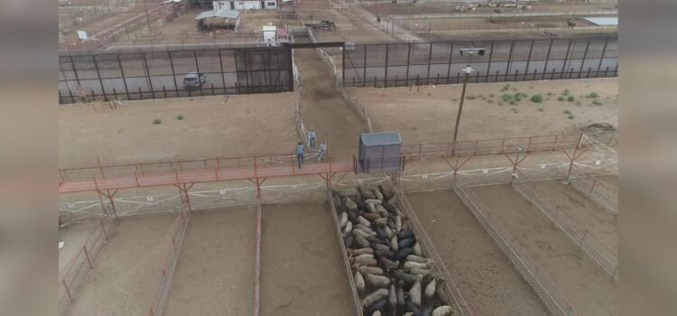 Ganaderos de Chihuahua piden reforzar relación con legisladores de EU para fortalecer comercio y sanidad pecuaria Ganaderos de Chihuahua piden reforzar relación con legisladores de EU para fortalecer comercio y sanidad pecuaria