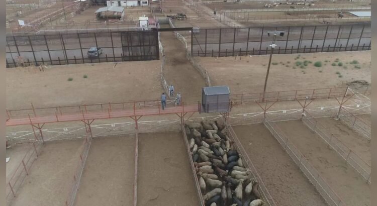 Ganaderos de Chihuahua piden reforzar relación con legisladores de EU para fortalecer comercio y sanidad pecuaria Ganaderos de Chihuahua piden reforzar relación con legisladores de EU para fortalecer comercio y sanidad pecuaria