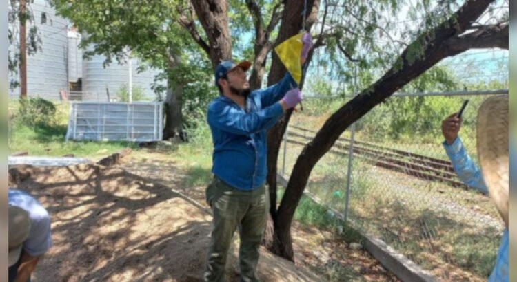 Revisarán autoridades de EU resultados de trampeo vs gusano barrenador en Chihuahua Revisarán autoridades de EU resultados de trampeo vs gusano barrenador en Chihuahua