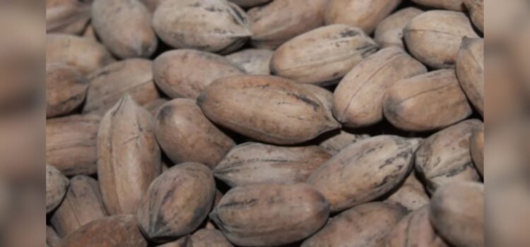 Producción de nuez a la baja, disminución del 13.15% en la cosecha 2025 Producción de nuez a la baja, disminución del 13.15% en la cosecha 2025