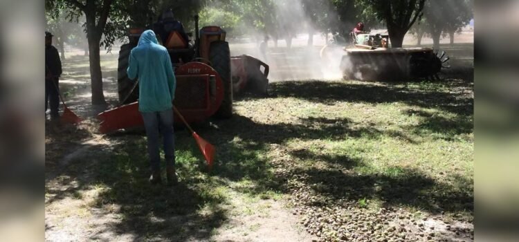 Prevén producir 63 mil toneladas de nuez en Chihuahua; 17% menos que en 2024 debido a la sequía
