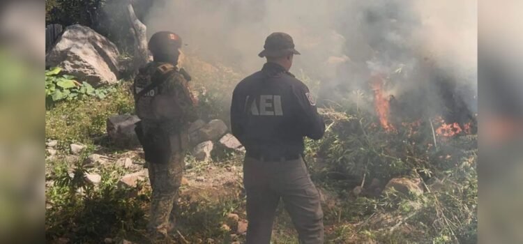 Destruyen plantío de marihuana en Cañón La Sierrita entre los municipios de Chihuahua y Namiquipa
