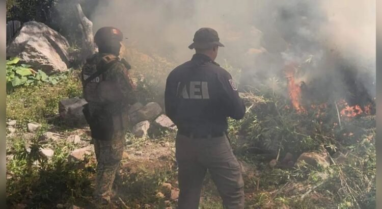 Destruyen plantío de marihuana en Cañón La Sierrita entre los municipios de Chihuahua y Namiquipa Destruyen plantío de marihuana en Cañón La Sierrita entre los municipios de Chihuahua y Namiquipa